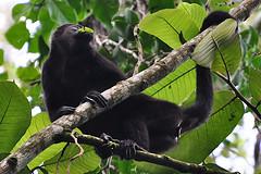 Puerto Viejo de Talamarca, Costa rica, les nombreux animaux, paresseux, singes, oiseaux dans les caraibes et les plages Puerto Viejo de Talamanca sur la cote des Caraibes