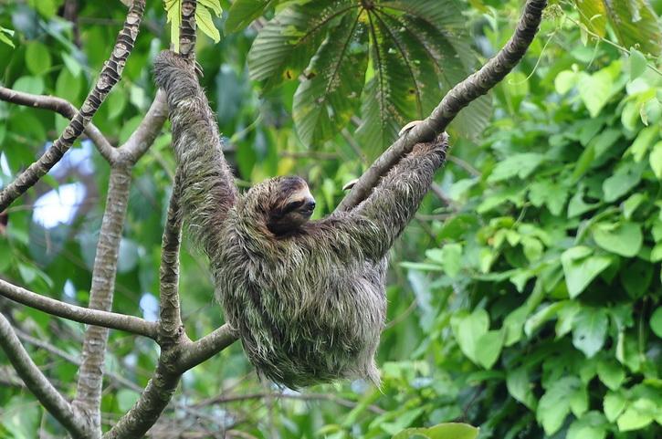 Puerto Viejo de Talamarca, Costa rica, les nombreux animaux, paresseux, singes, oiseaux dans les caraibes et les plages Puerto Viejo de Talamanca sur la cote des Caraibes