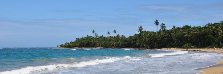 Puerto Viejo de Talamarca, Costa rica, les nombreux animaux, paresseux, singes, oiseaux dans les caraibes et les plages Puerto Viejo de Talamanca sur la cote des Caraibes