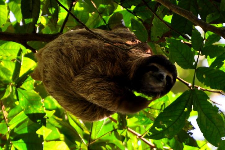 Puerto Viejo de Talamarca, Costa rica, les nombreux animaux, paresseux, singes, oiseaux dans les caraibes et les plages Puerto Viejo de Talamanca sur la cote des Caraibes