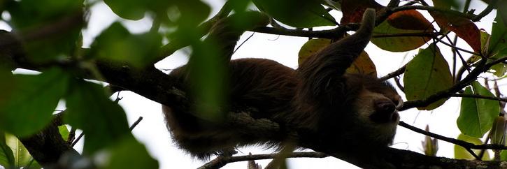 Puerto Viejo de Talamarca, Costa rica, les nombreux animaux, paresseux, singes, oiseaux dans les caraibes et les plages Puerto Viejo de Talamanca sur la cote des Caraibes