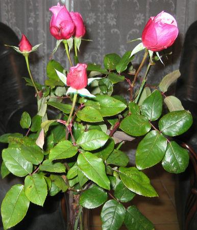 Mes dernières roses roses1