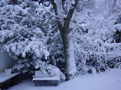Velouté d'endives aux crevettes grises Velouté d'endives aux crevettes grises