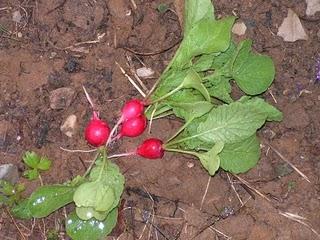 la position de la brouette la position de la brouette