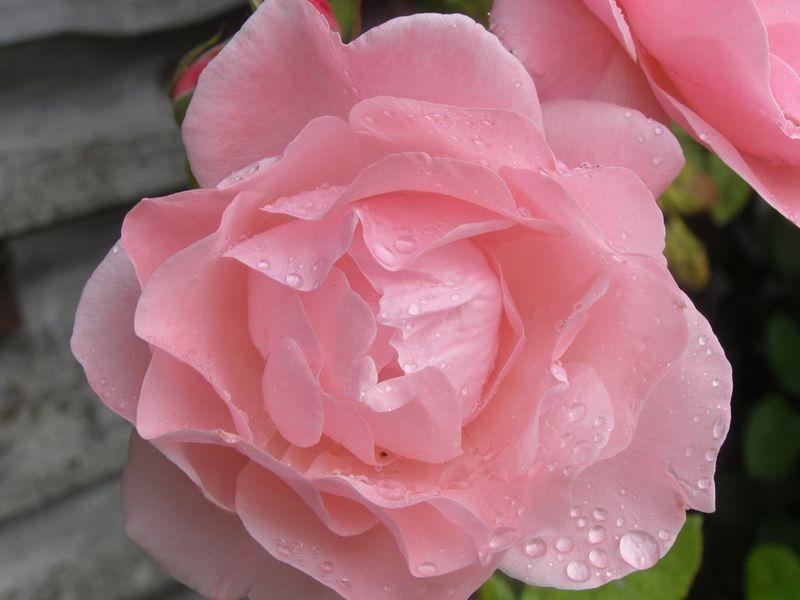 L’amour, la rosée, les fleurs et la jeunesse (Goethe)