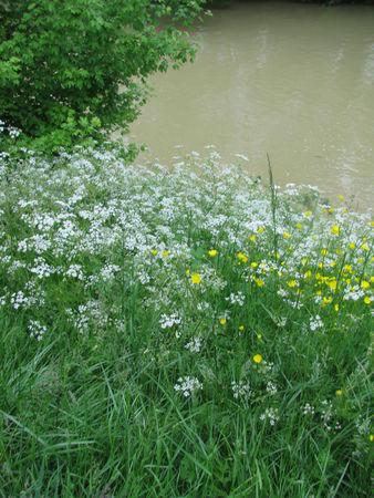 Balade pluvieuse au bord du Gers ! IMG_2506