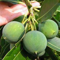 Calophyllum-Tamanu - comment et pourquoi l'utiliser ? Tamanu-fruit