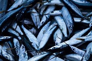 Un poisson ça ne vote pas ! Un poisson ça ne vote pas !