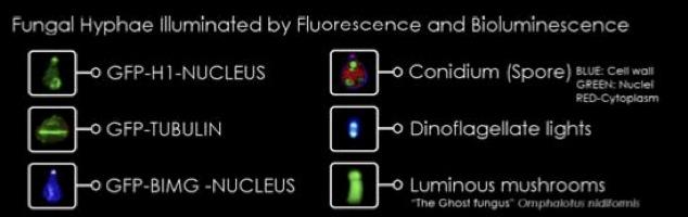 LA PUBLICITÉ VERTE LA PUBLICITÉ VERTE