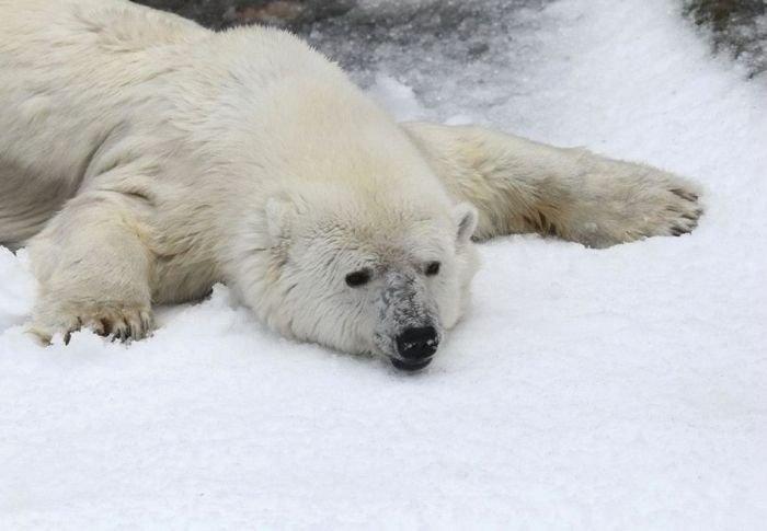 Noël blanc pour les ours polaires