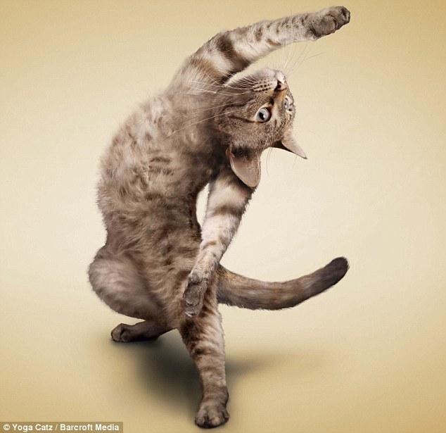 Des chats qui font du yoga pour un calendrier