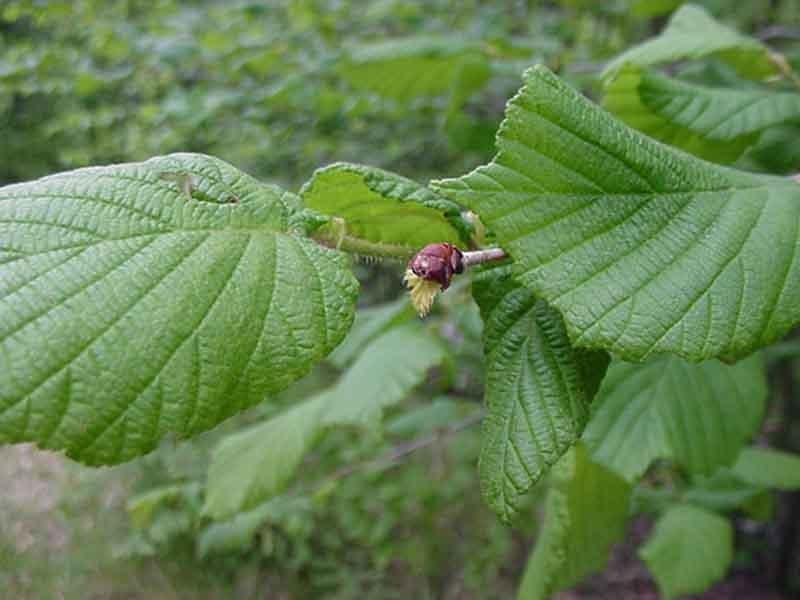 Noisetier Toute la terre (Guillevic)