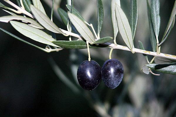 Paix sur la terre foot thomas 001