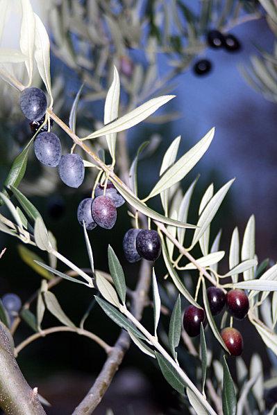 Paix sur la terre foot thomas 002