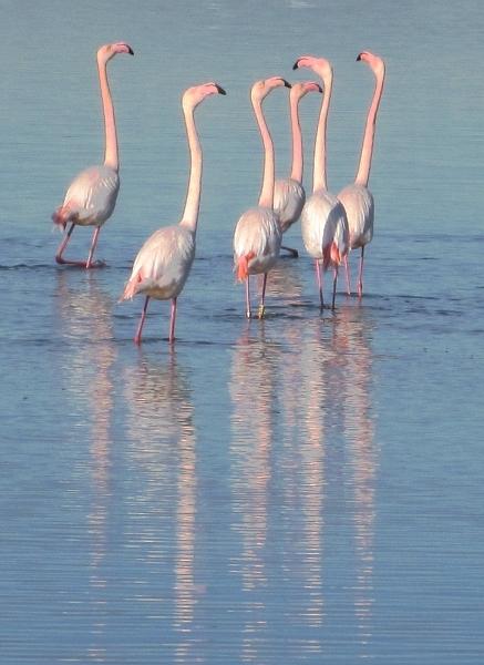 Traces et lumière flamand rose mejean