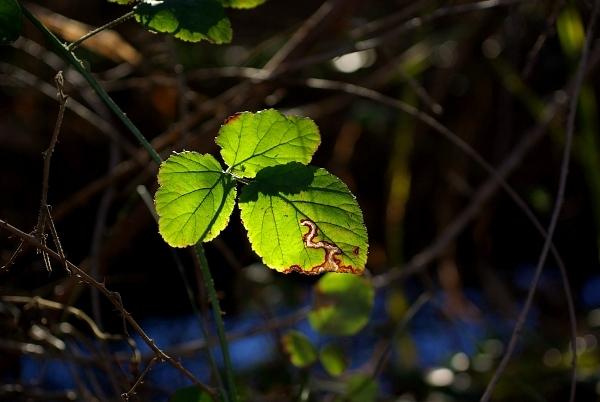 Traces et lumière flamand feuille loin