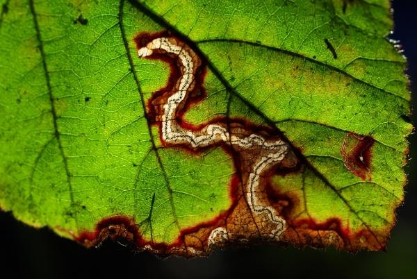 Traces et lumière flamand feuille