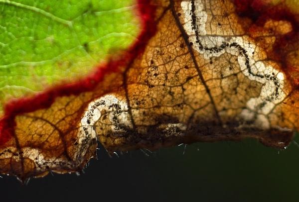 Traces et lumière delta