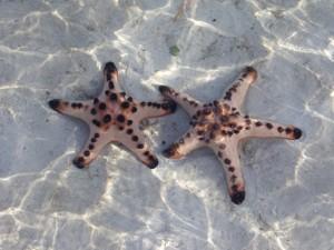 etoile de mer Philippines #5 La vie en bleu