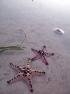 etoiles de mer Philippines #5 La vie en bleu