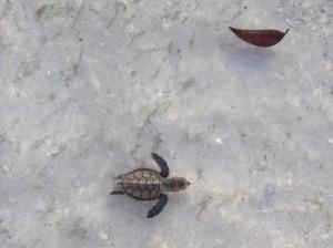 tortue de mer Philippines #5 La vie en bleu