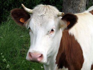 Vache-sauvain