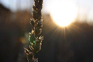 Prière Ble-au-soleil.jpg