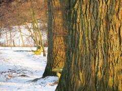 Nouvelle année IMG_1254.JPG