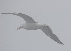 flight-in-fog.jpg