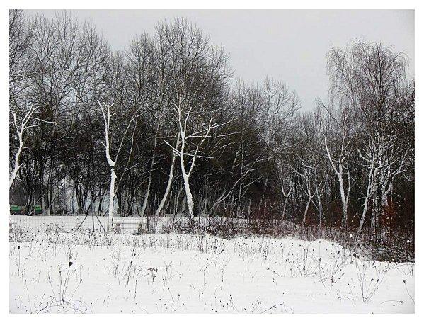 Dame nature sous la neige suite DSC01788 (2)