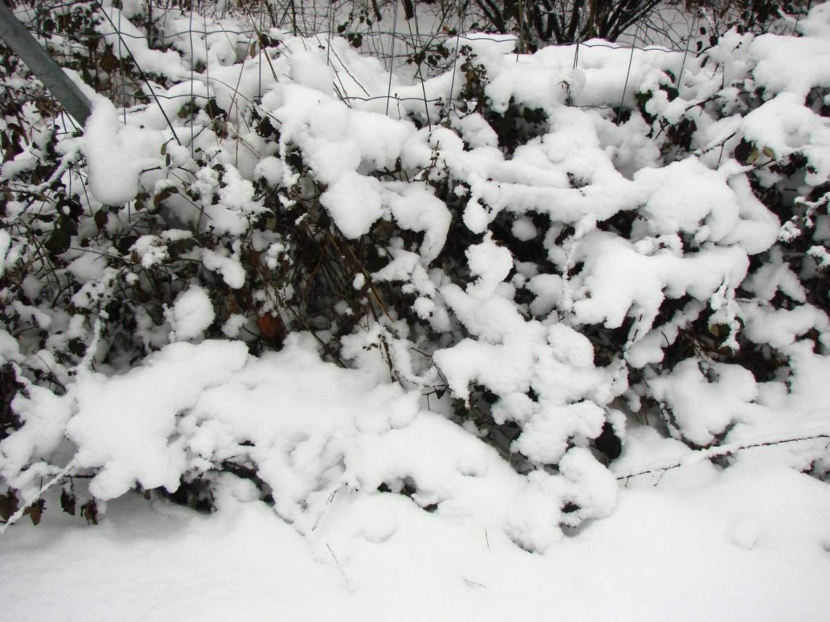 Dame nature sous la neige suite DSC01789