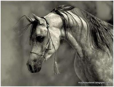 Le cheval arabe