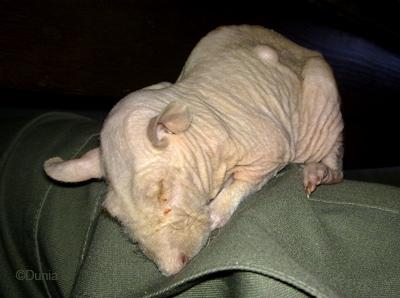 Rat nu de 30 mois dans ces derniers jours de vie