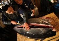 Les premières enchères de l’année dans le plus grand marché de poisson au monde