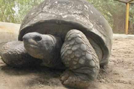 Une tortue a 176 ans!