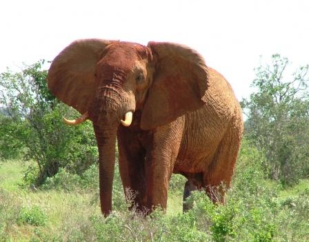 Eléphant d'Afrique