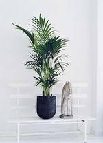 L' Howea ou Kentia Howea_3