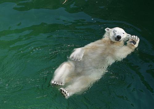 (via likeneelyohara)
hello!