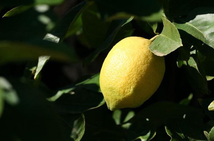 Lemon Primofiore citron limao Verna