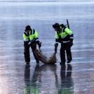 thumbs sauvetage de deux faons 008 Sauvetage de deux faons coincés sur un lac gelé (10 photos)