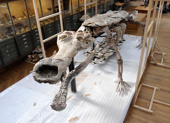 Le «Sarcosuchus imperator» trônant désormais au Muséum d’histoire naturelle ne vous fait-il penser à personne ? sarcosuchus-imperator.1263476937.jpg