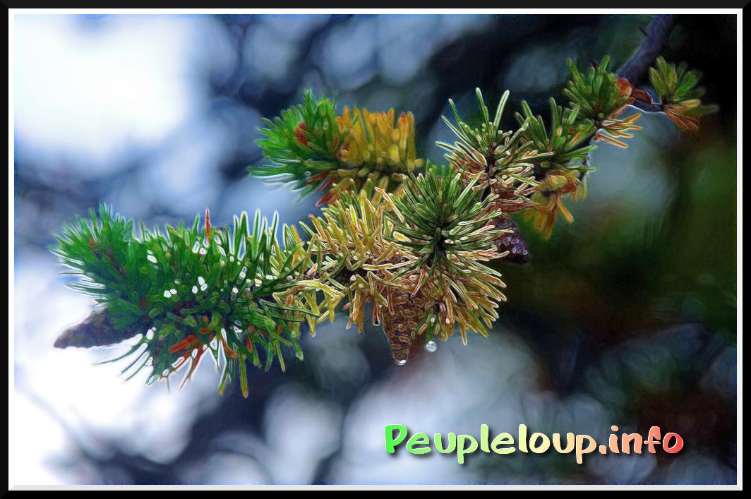 encore quelques fonds d’écran peupleloup encore quelques fonds d’écran peupleloup