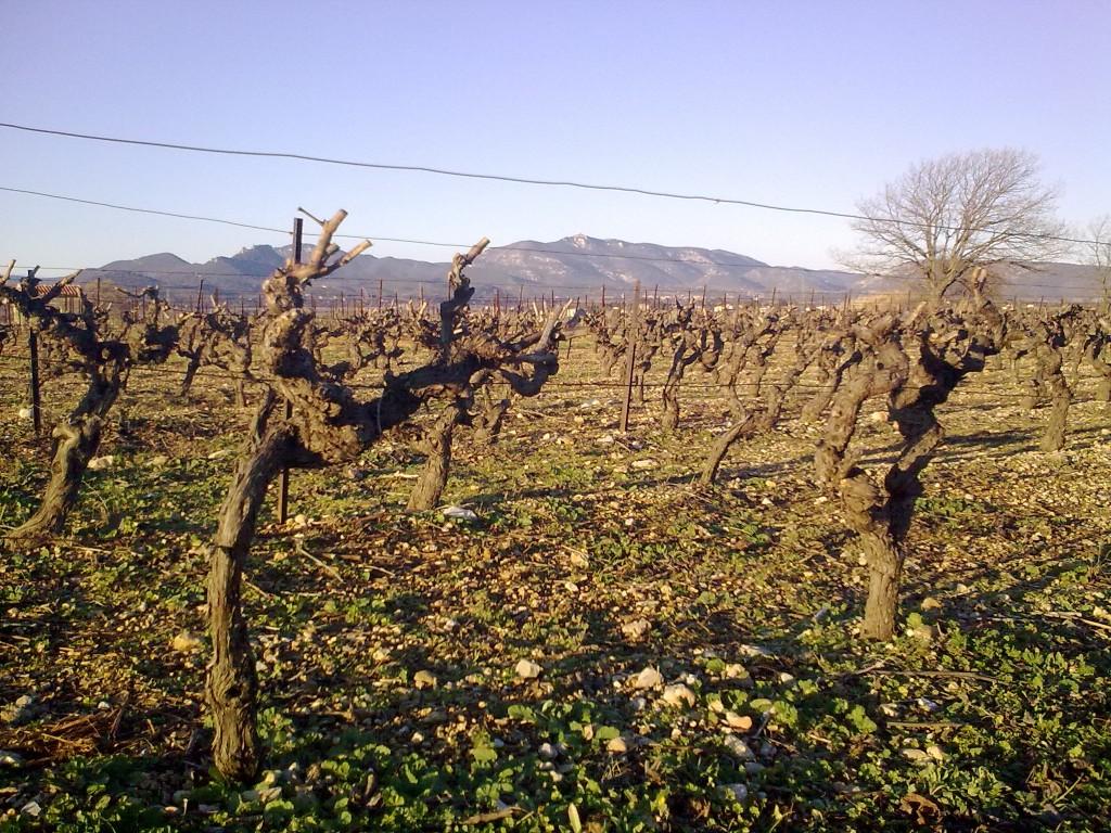 Taille Vigne