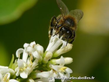 Sauver les abeilles et la biodiversité en semant des fleurs le long des routes