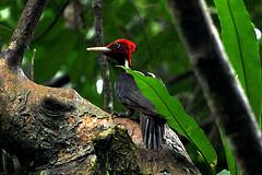 Parc Corcovado