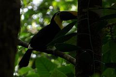Parc Corcovado