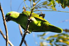 Parc Santa  Rosa, Forêt tropical sèche