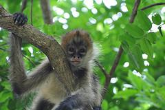Parc Santa  Rosa, Forêt tropical sèche
