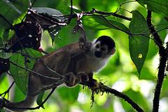 Résumé de nos impressions du Costa Rica, amérique du sud tour du monde, voyage Parc Corcovado