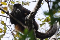 Résumé de nos impressions du Costa Rica, amérique du sud tour du monde, voyage Parc Santa Rosa, Forêt tropical sèche